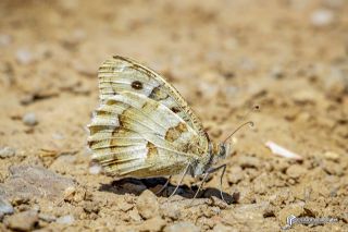 Cad�&nbsp;(Chazara&nbsp;briseis)