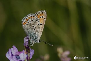 Kermanah (Lycaena kurdistanica)