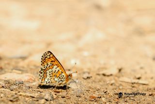 parhan (Melitaea cinxia)