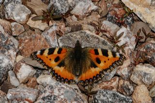 Aglais (Aglais urticae)