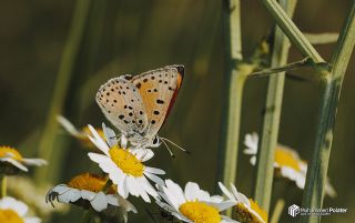 Alev Ategzeli (Lycaena kefersteinii)