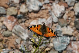 Aglais (Aglais urticae)