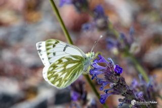 Doruklarn Beneklimelei (Pontia callidice)