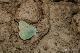 Anadolu Zmrt (Callophrys paulae)
