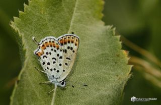 Frat Bakr Gzeli (Margelycaena euphratica )