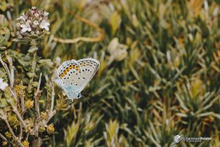 G�m�� Lekeli Esmerg�z&nbsp;(Plebejus&nbsp;argus)
