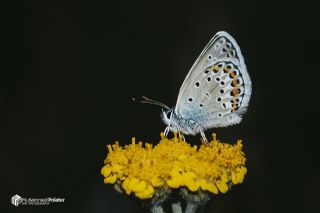 G�m�� Lekeli Esmerg�z&nbsp;(Plebejus&nbsp;argus)