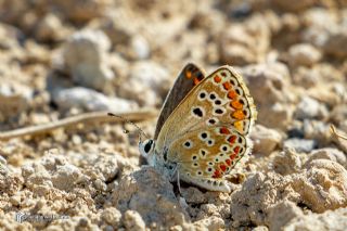 �okg�zl� Esmer&nbsp;(Aricia&nbsp;agestis)
