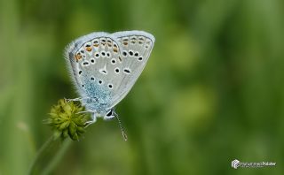 T�rkmenistan Esmerg�z�&nbsp;(Plebejus&nbsp;zephyrinus)