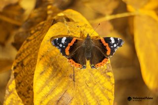Atalanta (Vanessa atalanta)