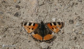 Aglais (Aglais urticae)