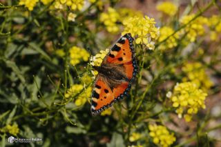 Aglais (Aglais urticae)