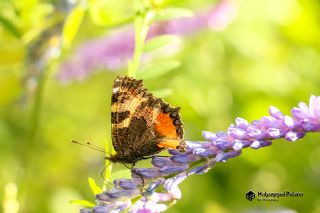 Aglais (Aglais urticae)