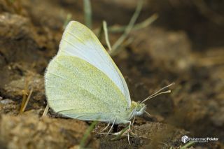 Da Beyazmelei (Pieris ergane)