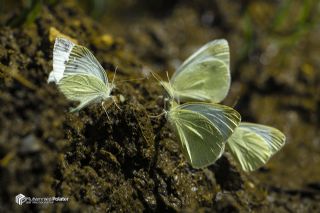 Da� Beyazmele�i&nbsp;(Pieris&nbsp;ergane)
