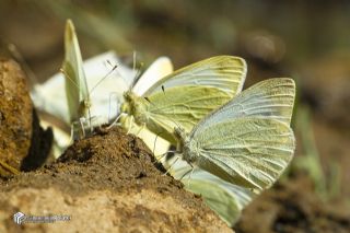 Da� Beyazmele�i&nbsp;(Pieris&nbsp;ergane)