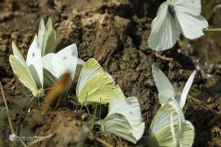 Da Beyazmelei (Pieris ergane)