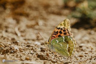 Bahad�r&nbsp;(Argynnis&nbsp;pandora)