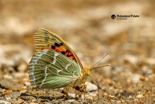 Bahadr (Argynnis pandora)
