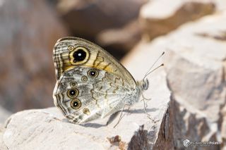 Esmerboncuk (Lasiommata maera)