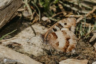 Cad (Chazara briseis)