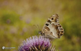 Cad (Chazara briseis)