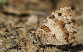 Cad (Chazara briseis)