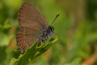 Byk Sevbeni (Satyrium ilicis)