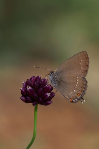 Byk Sevbeni (Satyrium ilicis)