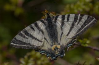 Erik Krlangkuyruk (Iphiclides podalirius)