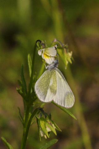 Doulu Narin Orman Beyaz (Leptidea duponcheli)