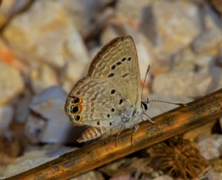 Mcevher Kelebei (Chilades trochylus)