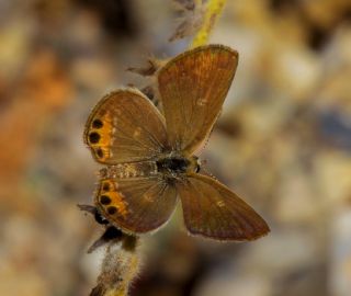 Mcevher Kelebei (Chilades trochylus)