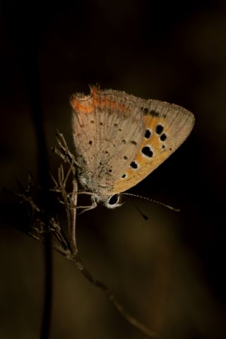 Benekli Bakr Gzeli (Lycaena phlaeas)