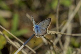 okgzl Balkan Mavisi (Aricia anteros )