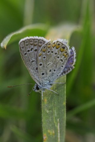 okgzl Mavi (Polyommatus icarus)