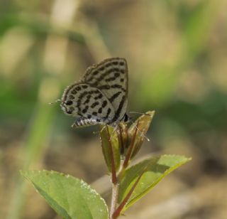 Balkan Kaplan (Tarucus balkanicus)