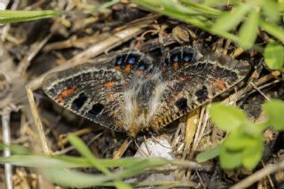 Doulu Narin Orman Beyaz (Leptidea duponcheli)