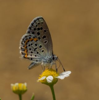 Bavius Mavisi (Pseudophilotes bavius)