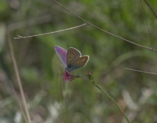 okgzl Meneke Mavisi (Polyommatus thersites)