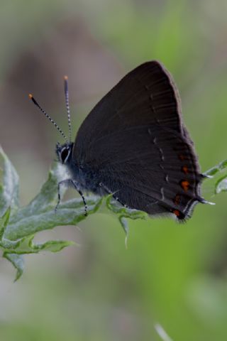 Byk Sevbeni (Satyrium ilicis)