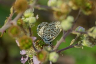 Mavi Zebra (Leptotes pirithous)