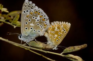 okgzl Gk Mavisi (Polyommatus bellargus)