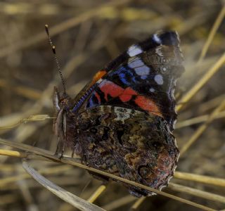 Atalanta (Vanessa atalanta)