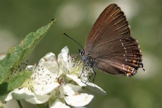 Byk Sevbeni (Satyrium ilicis)