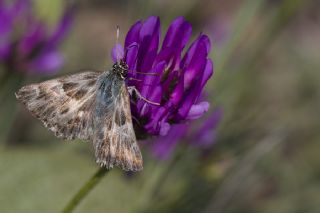 ark Zpzp (Carcharodus orientalis)