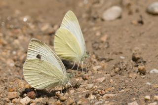 Kk Beyazmelek (Pieris rapae)