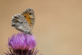 Anadolu Yalanccads (Pseudochazara anthelea)