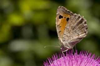 Anadolu Yalanccads (Pseudochazara anthelea)