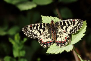 Gney Fistosu (Zerynthia polyxena)